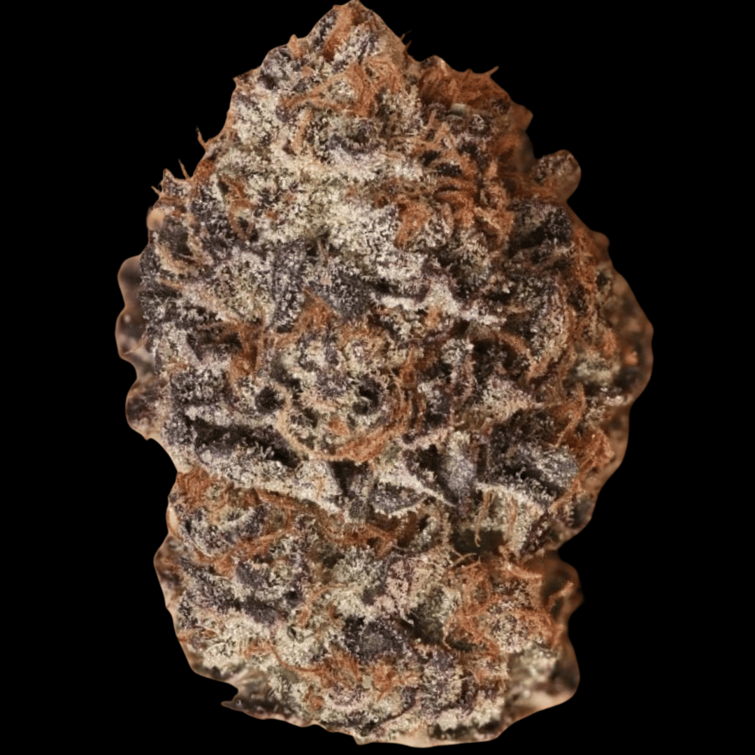 Standard — Snd - Lemon Cherry Gelato