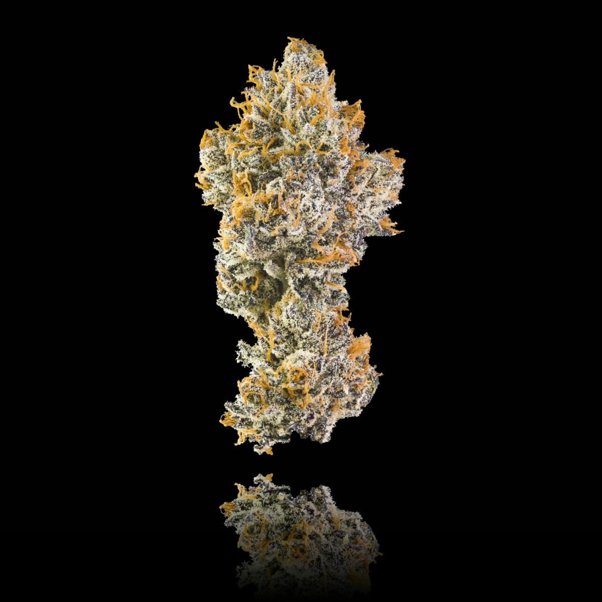 Orange Bellini Pre-Roll 5-Pack [2.5g] - Maven Genetics -  - $21.61 - Pre-Rolls