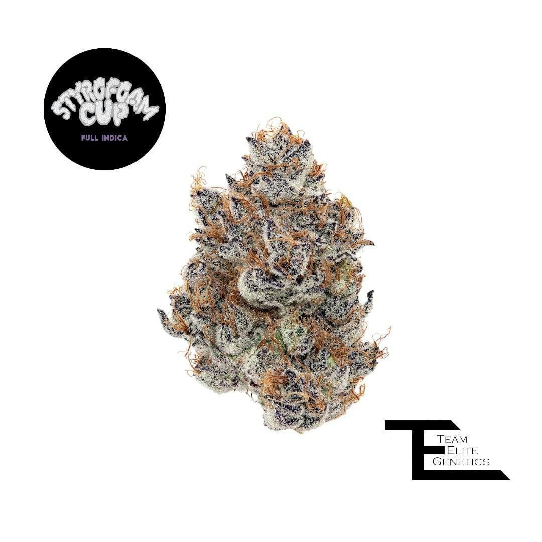 Team Elite Genetics: Styrofoam Cup