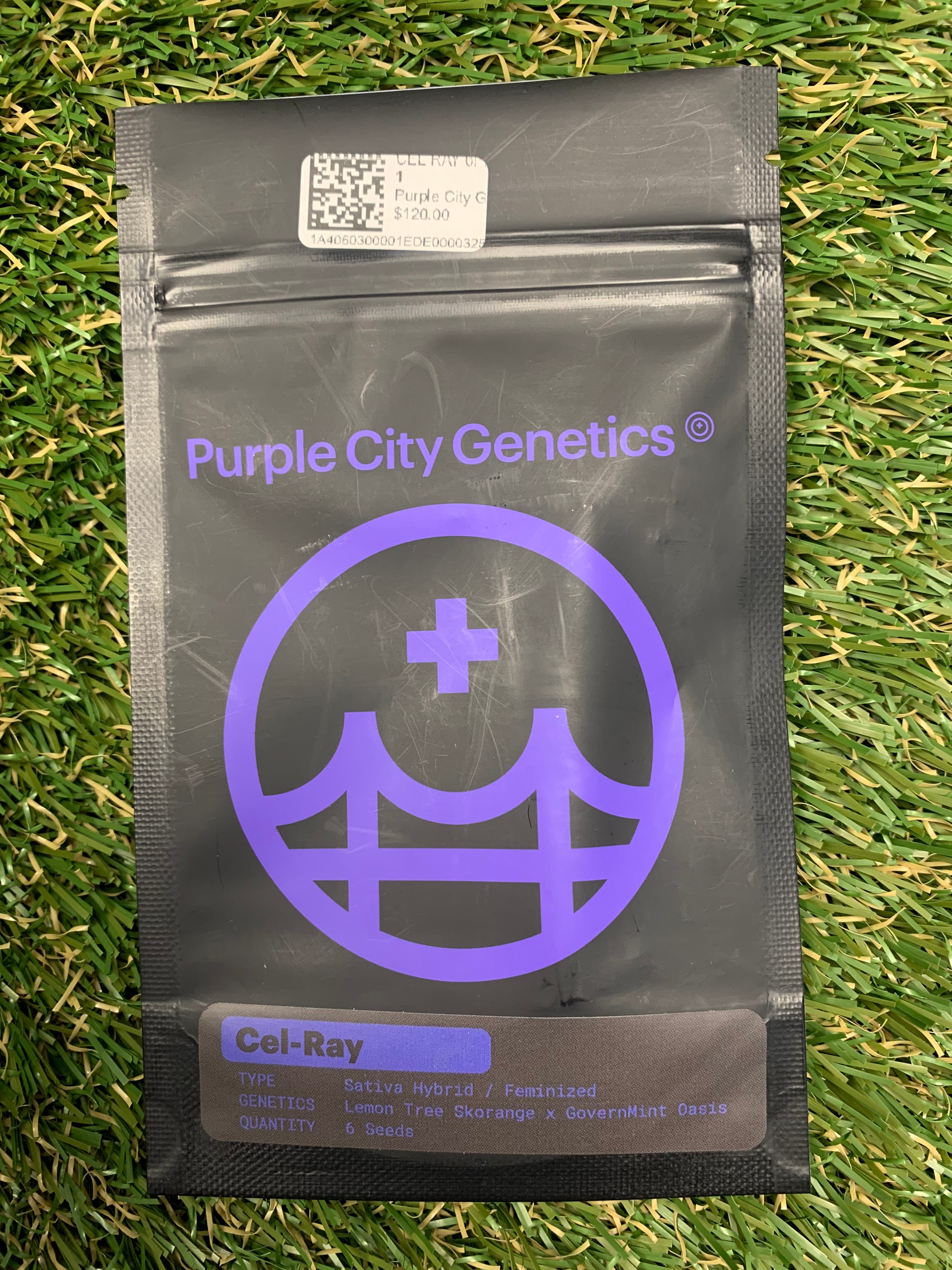 CEL RAY 6PK FEMINIZED SEEDS - Purple City Genetics -  - $120 - Seeds (each)