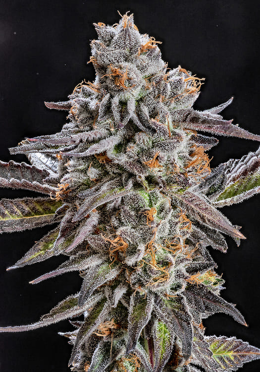 Viper Cookies - Wood Wide - Eighth - $60 - Flowers