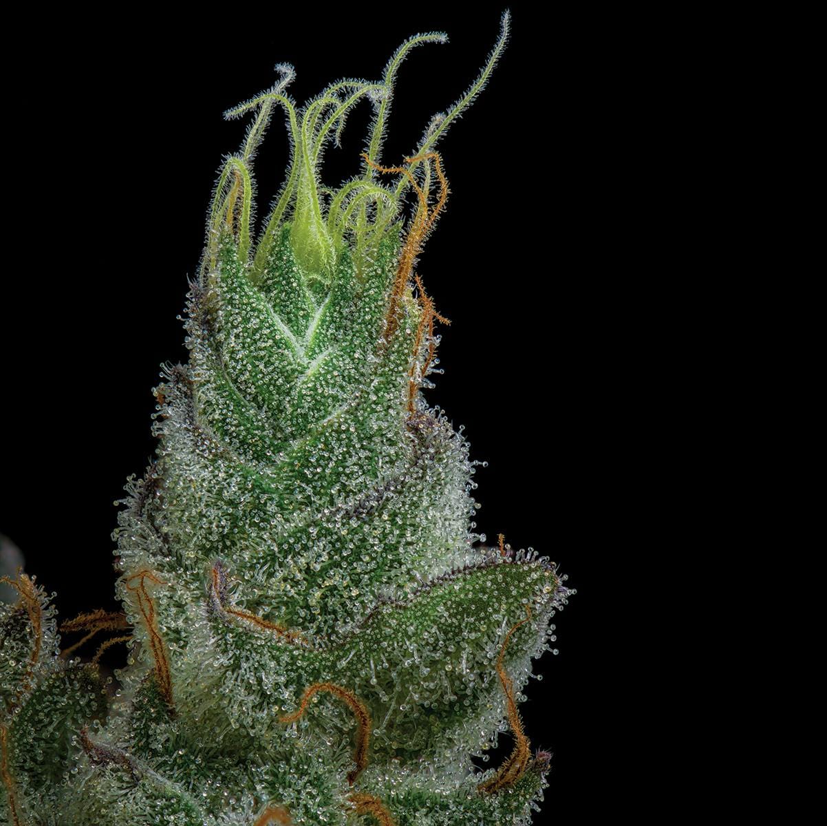 MAUI WOWIE 3.5G - UPNORTH -  - $38.85 - Flower