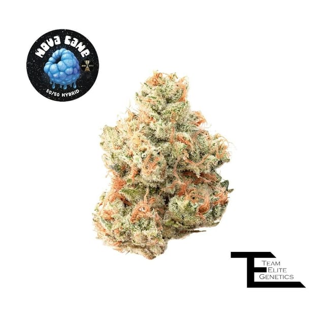 Team Elite Genetics: Nova Cane