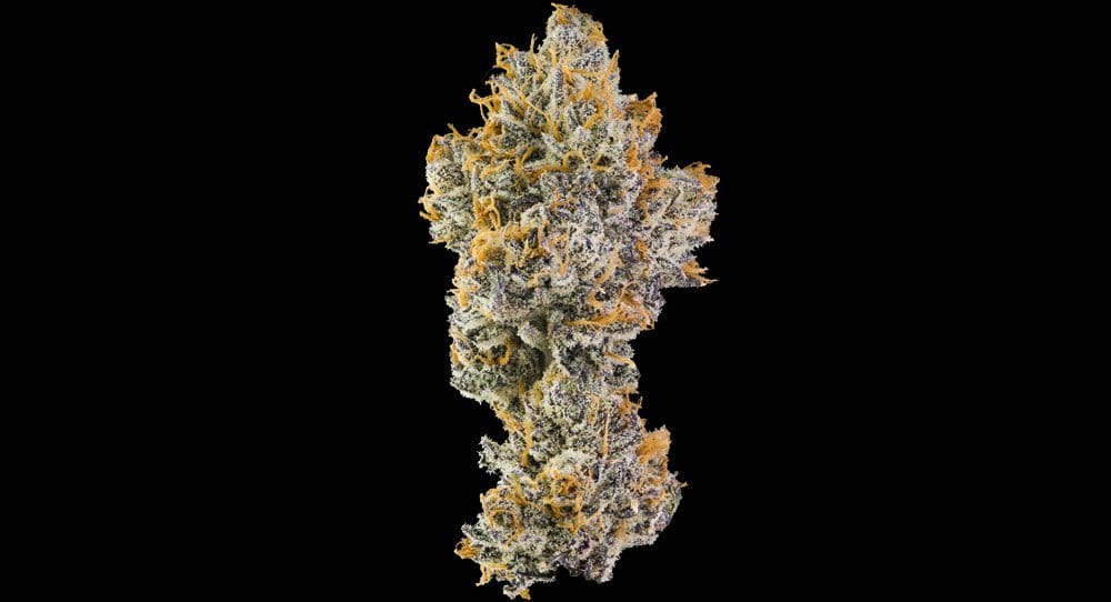 Orange Bellini - Maven Genetics - Eighth - $50 - Flowers