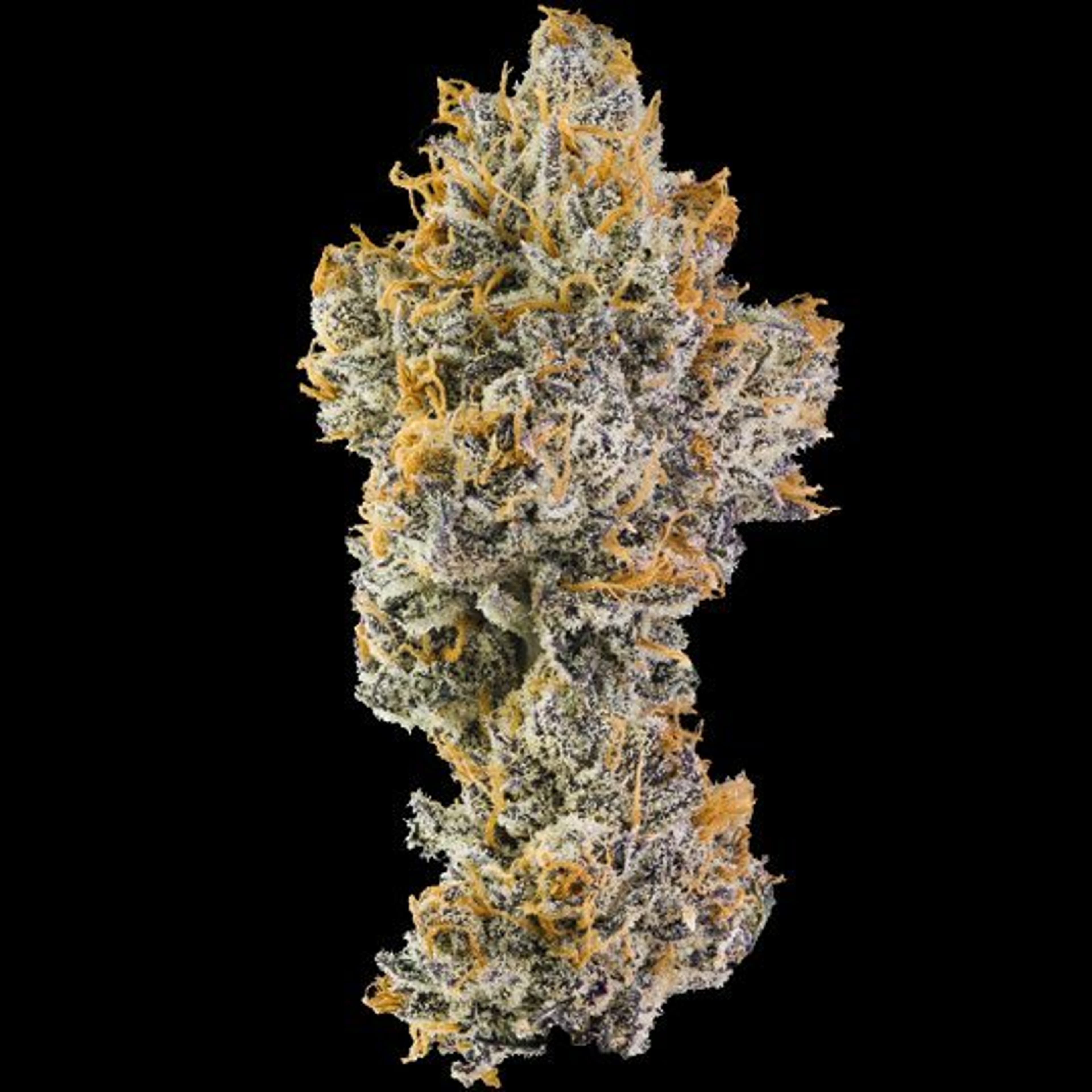 Orange Bellini - Maven Genetics - Eighth - $50 - Flowers