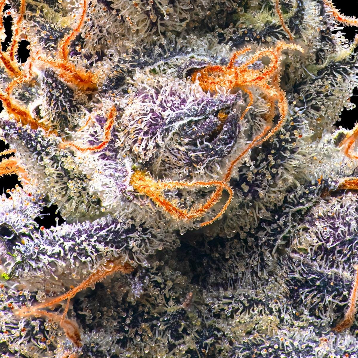 Orange Sapphire Gold Blend [1g] - Maven Genetics -  - $18 - Vapes