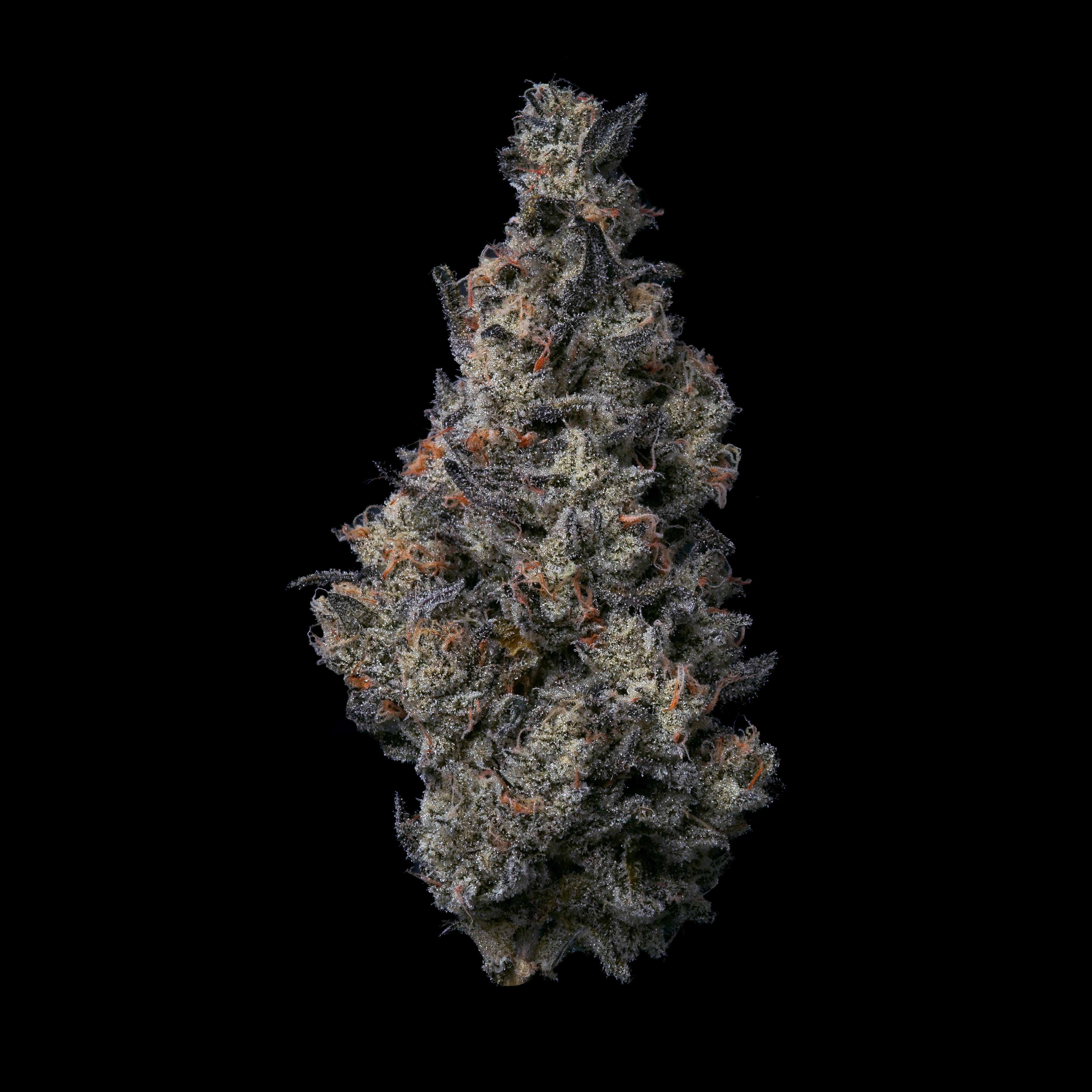 Donut Shop 28.39% - 3.5G - Fig Farms - Donut Shop (H) - $47 - Flower