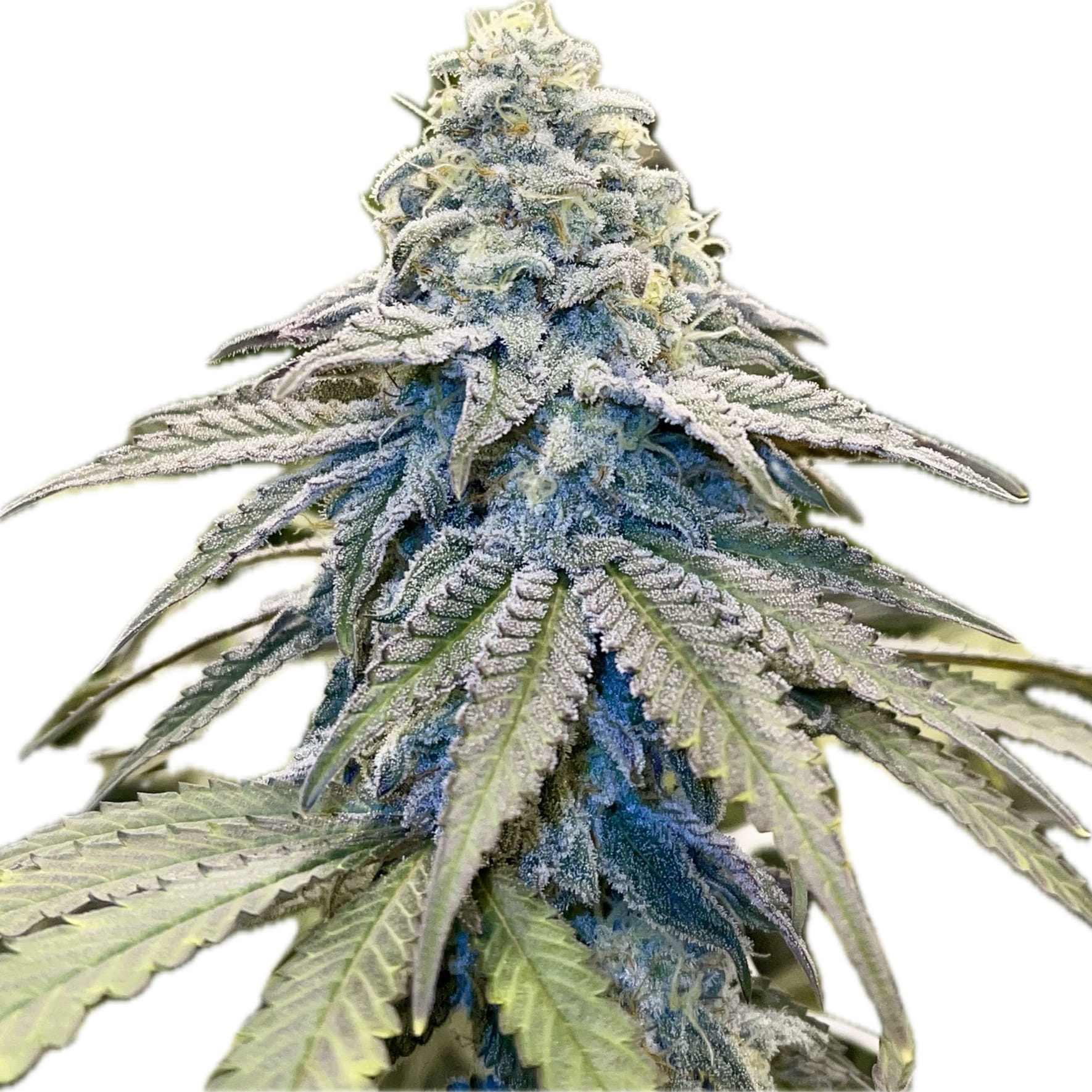 Free MAC 3.5G