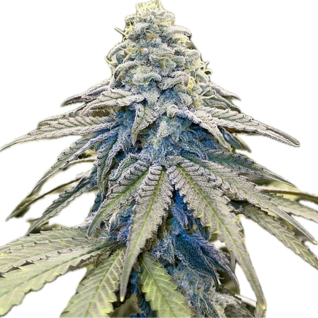 Free MAC 3.5G