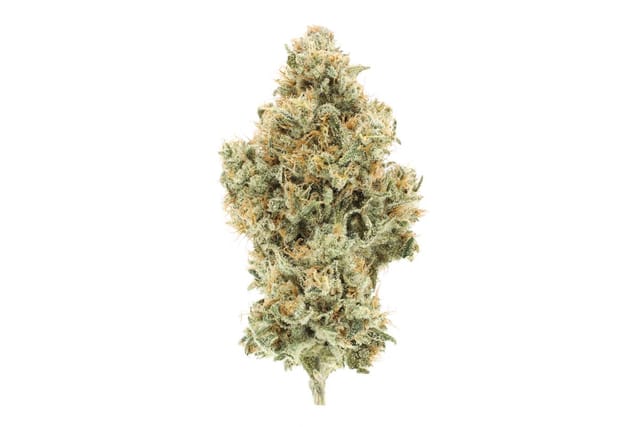 NF1 | 3.5g