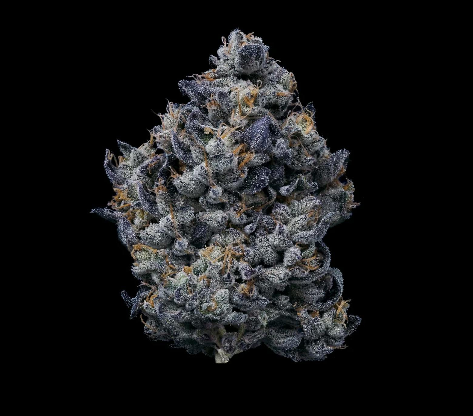 Lemon Cherry Gelato - Jar - Indoor Flower - Fig Farms - Eighth - $49.99 - Flower