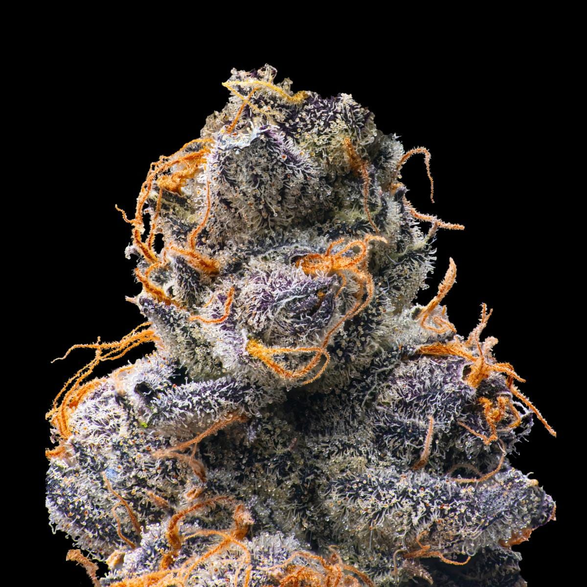 Orange Sapphire Gold Blend [1g] - Maven Genetics -  - $18 - Vapes