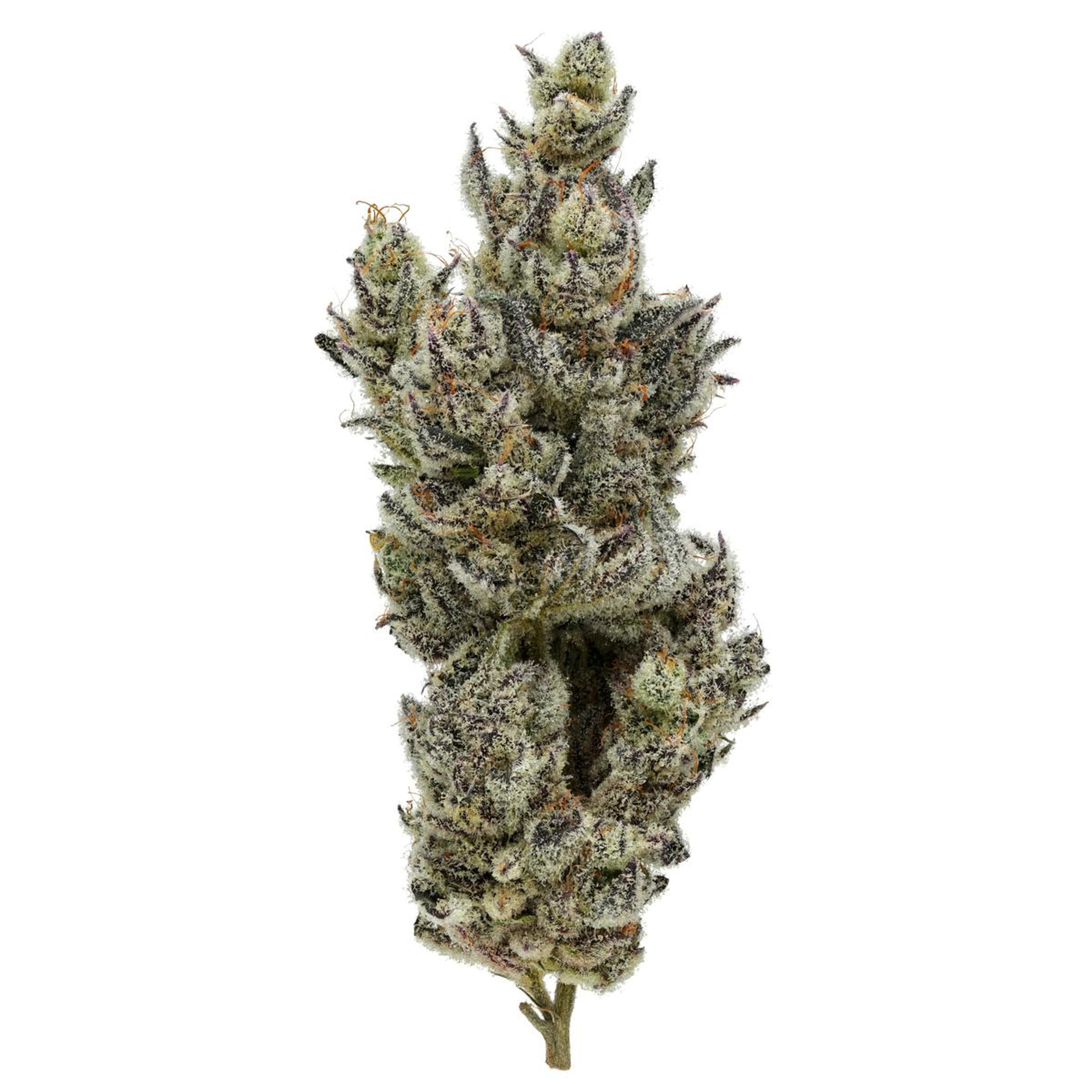 Holy Cow! 31% - 3.5G - Fig Farms - Holy Cow! (H) - $47 - Flower