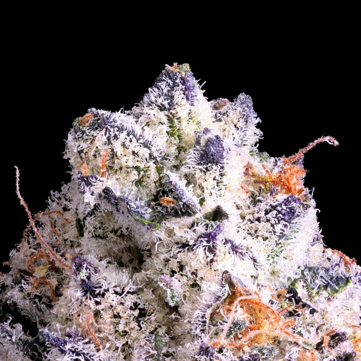 Shangri-La Gold Blend Cartridge [1g] - Maven Genetics -  - $18 - Vapes