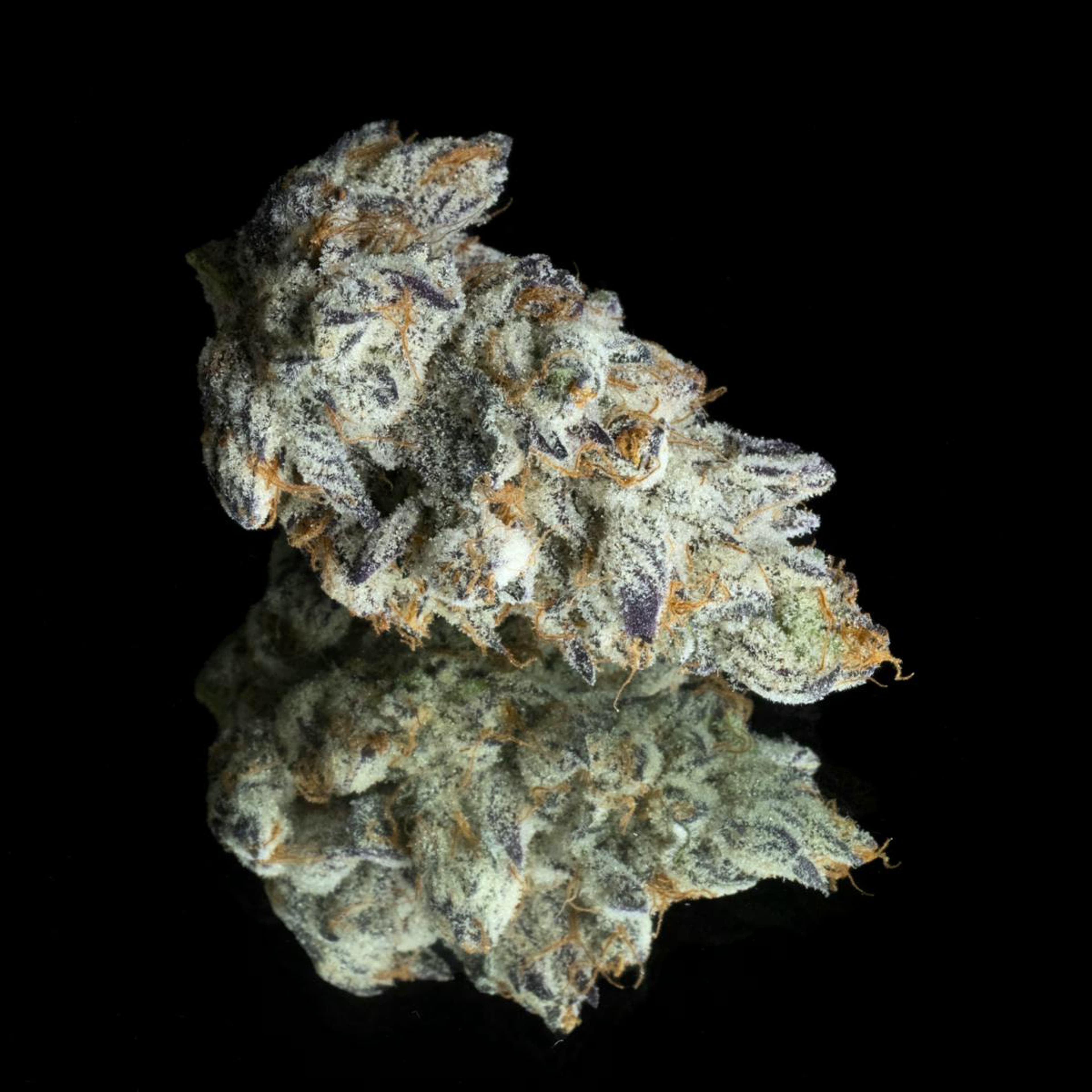 Maven | 1g - FKAFL - Pre-Roll - Hybrid - Maven Genetics - - $10 - Pre-Rolls