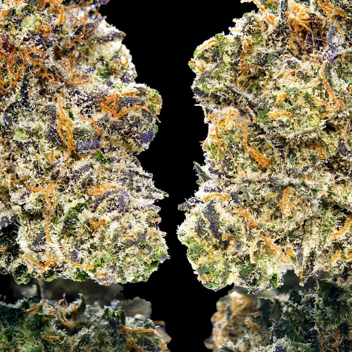 Key Lime Jack 3.5g - Maven Genetics -  - $39.61 - Flowers