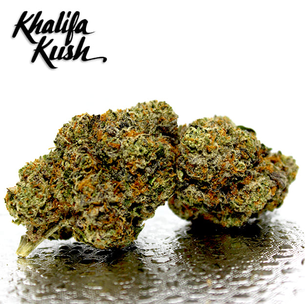 Khalifa Kush - Baby Turtle - 3.5g *BOGO* - Khalifa Kush - 3.5g - $44.99 - Indoor Flowers