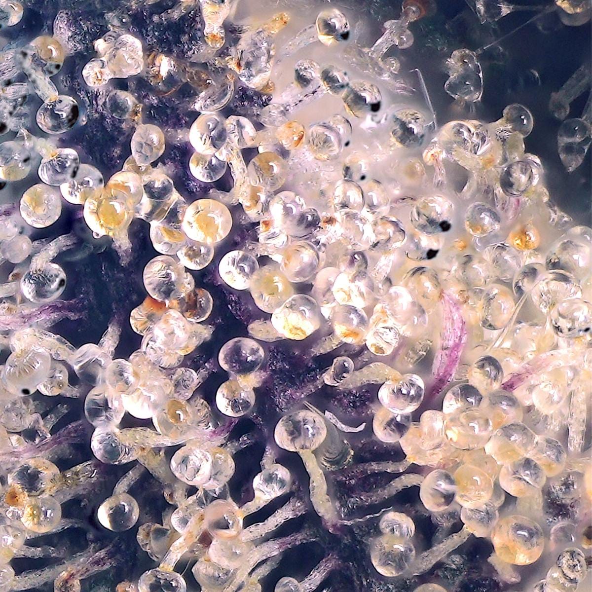 Prizm Gold Blend Cartridge [1g] - Maven Genetics -  - $18 - Vapes