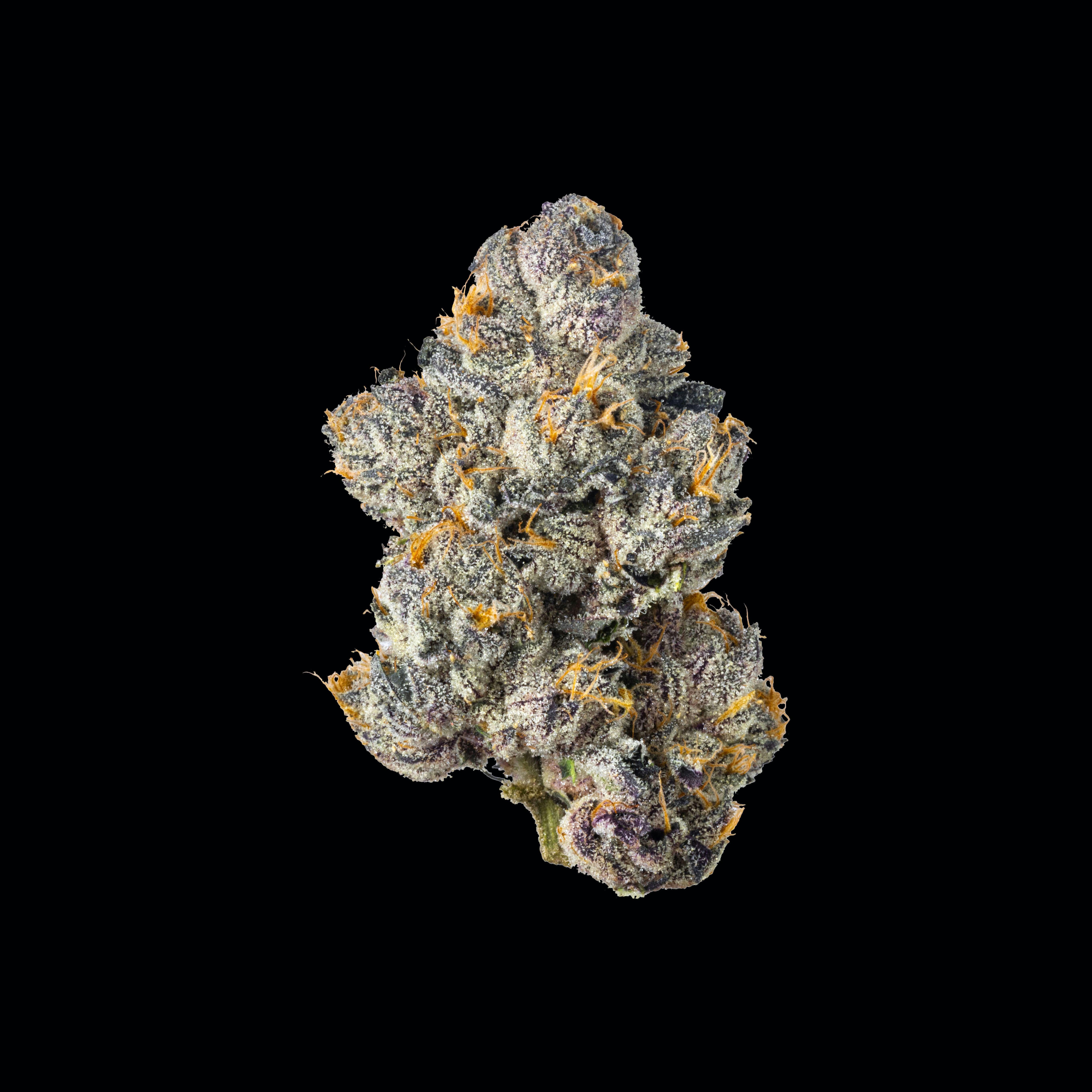 Black Magic 31.98% - 3.5G *SPECIAL PRICING* - Wizard Tree - Black Magic (I) - $51 - Flower