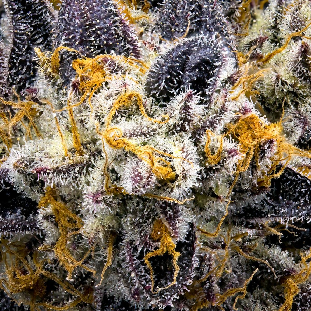 Blue Agape 3.5g - Maven Genetics -  - $39.61 - Flowers