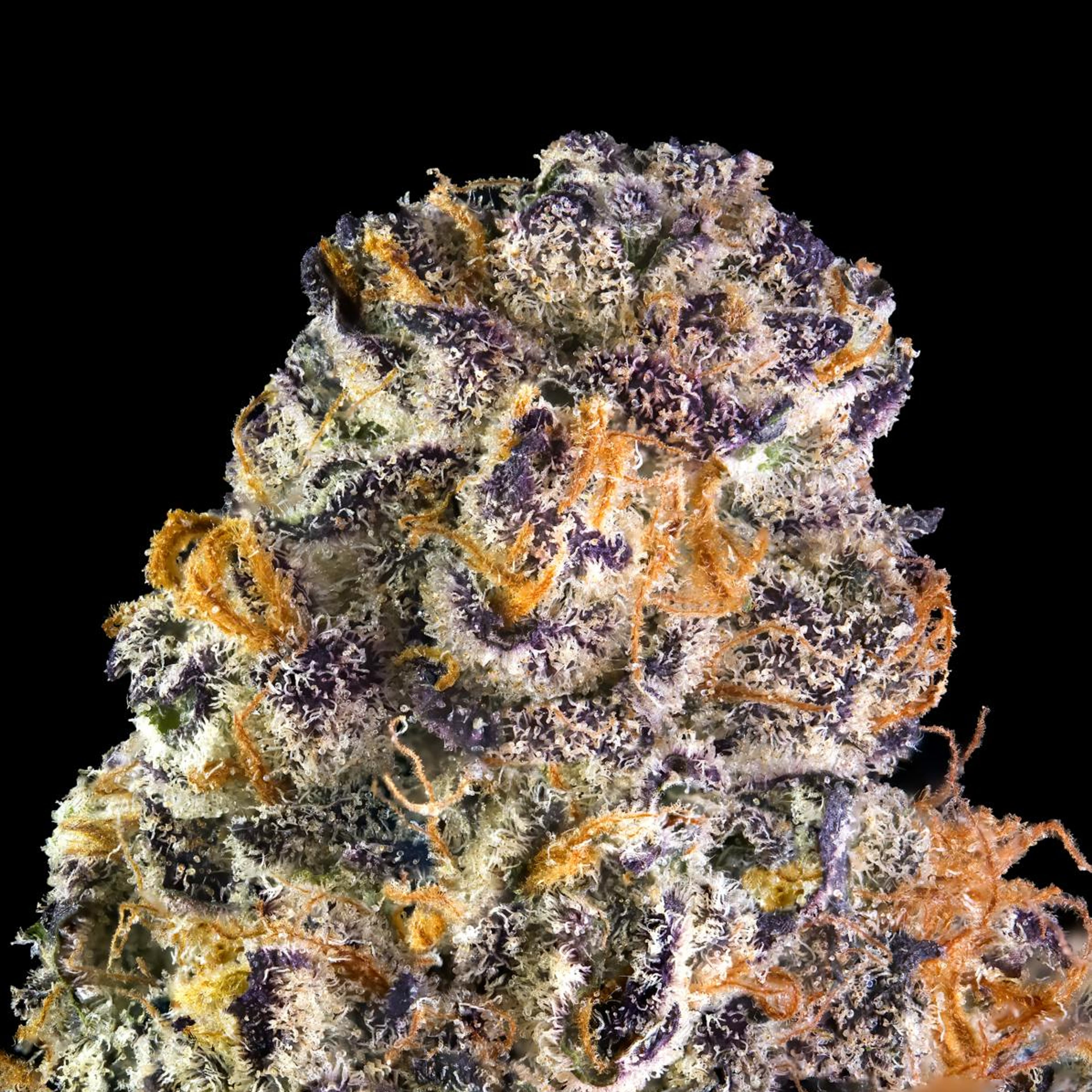 Key Lime Jack 3.5g - Maven Genetics - - $39.61 - Flowers