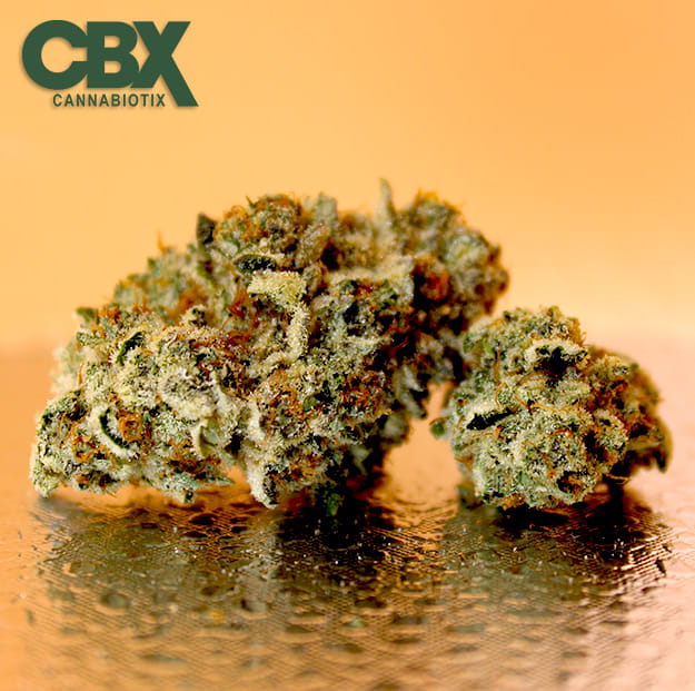 Cannabiotix - Cereal Milk - 3.5g - Cannabiotix -  - $49.98 - Indoor Flowers