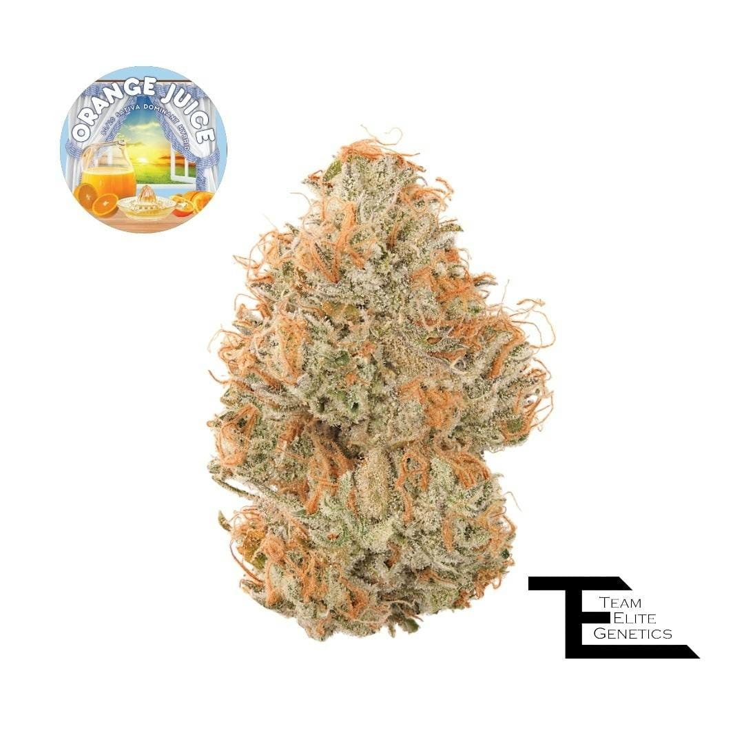 Team Elite Genetics — Orange Juice 3.5g