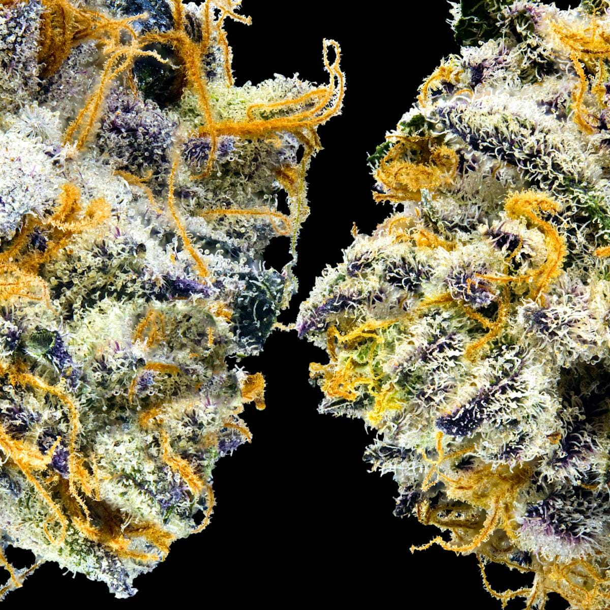 Blue Agape 3.5g - Maven Genetics -  - $39.61 - Flowers