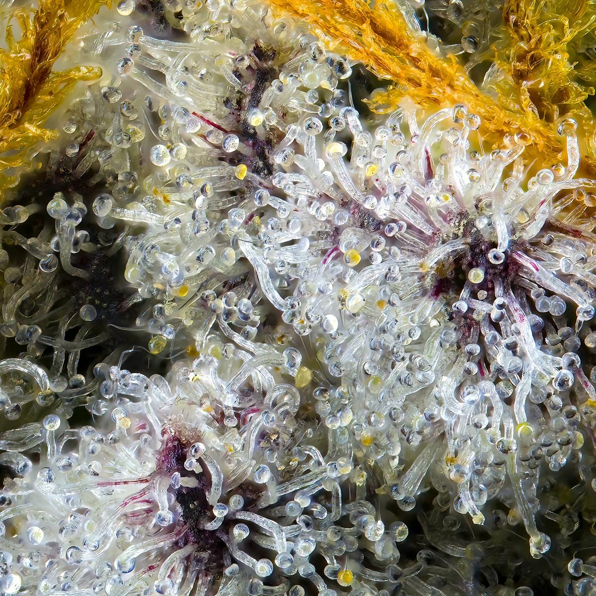 Blue Agape 3.5g - Maven Genetics -  - $39.61 - Flowers