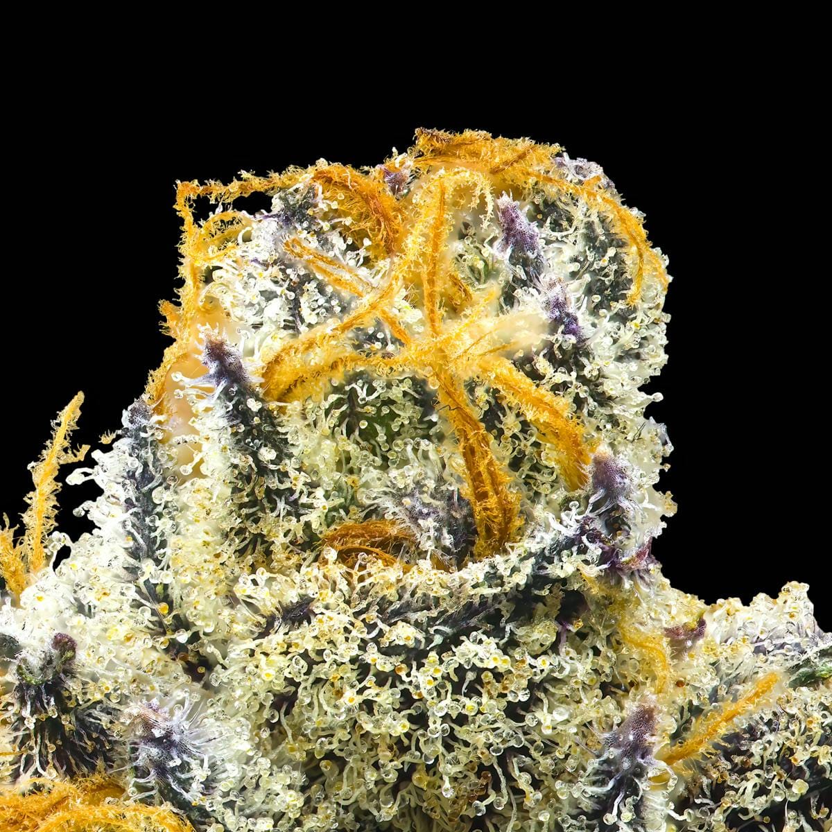 Orange Bellini Pre-Roll 5-Pack [2.5g] - Maven Genetics -  - $21.61 - Pre-Rolls