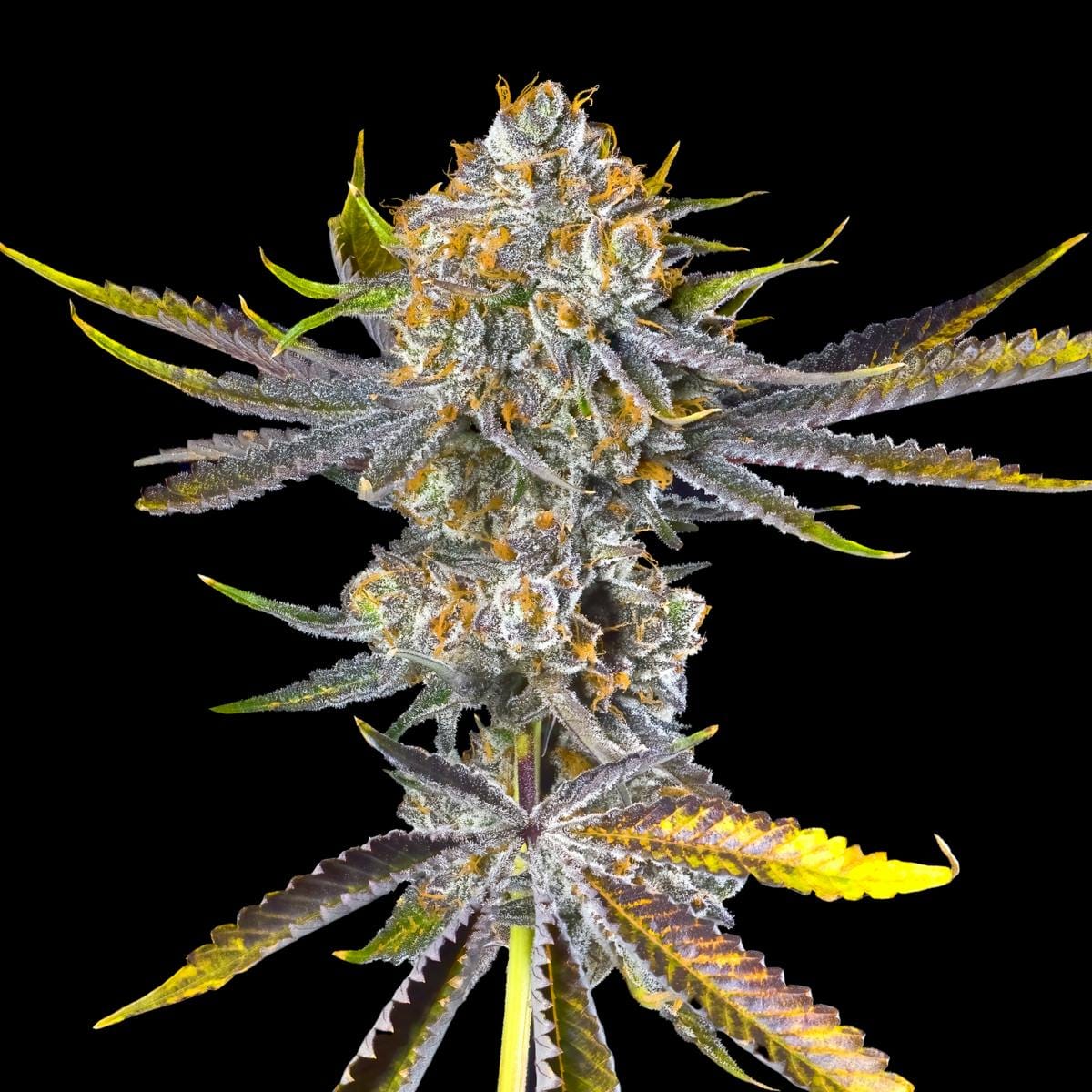 Orange Bellini Pre-Roll 5-Pack [2.5g] - Maven Genetics -  - $21.61 - Pre-Rolls