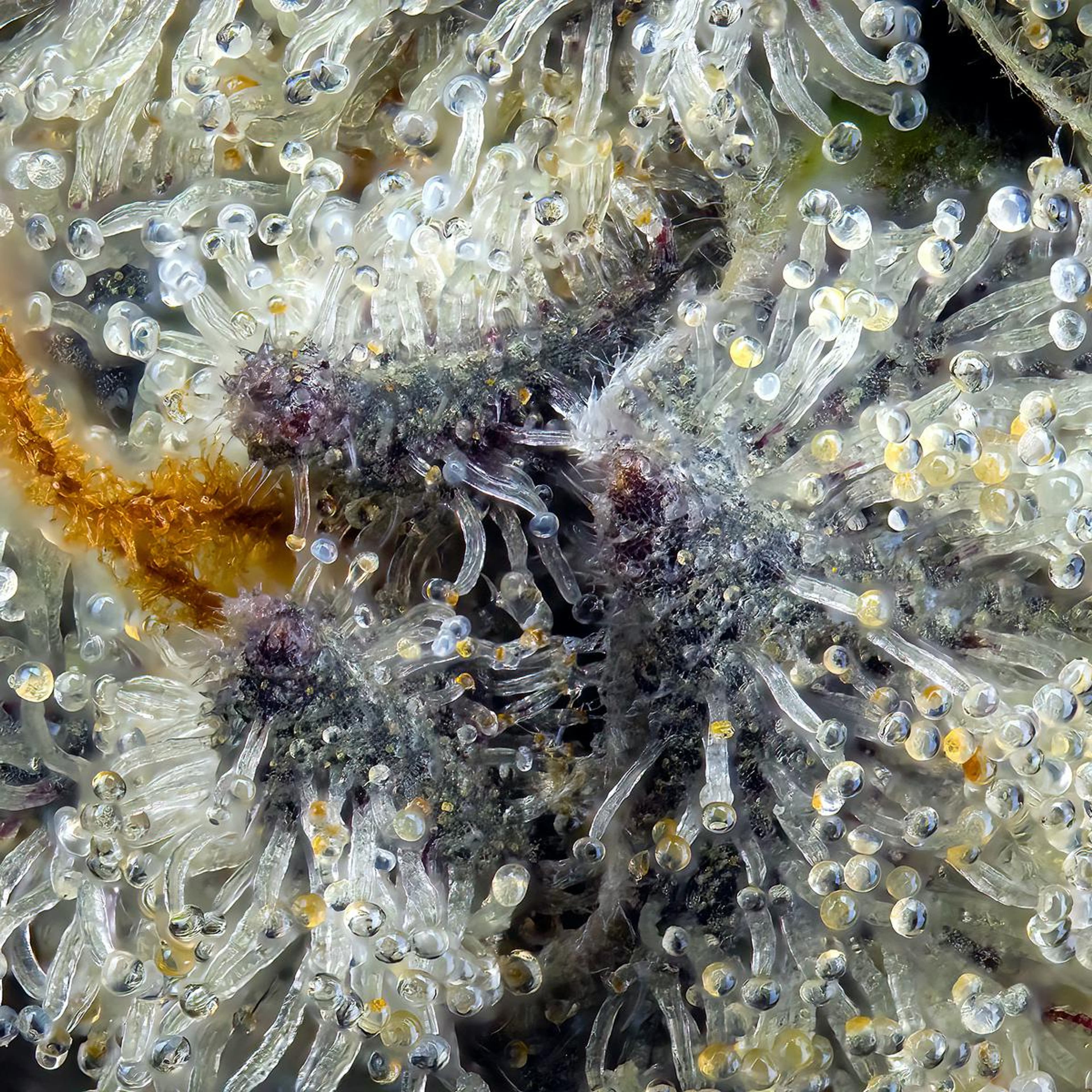 FKAFL 3.5g Flower - Maven Genetics - - $39.61 - Flowers