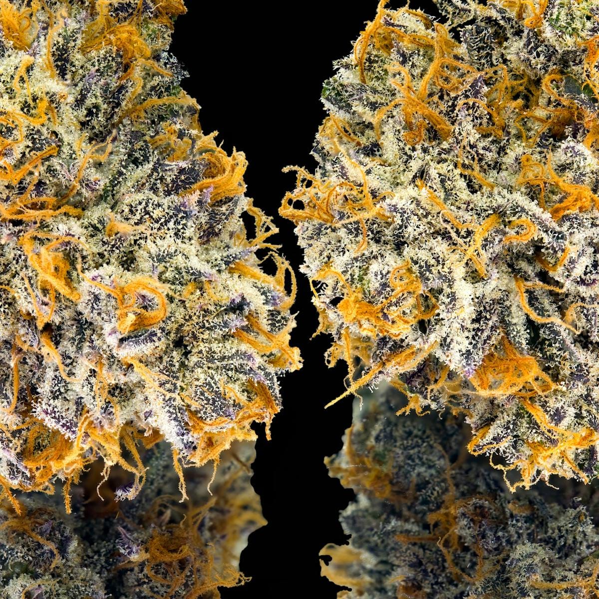 Orange Bellini Gold Blend Cartridge [1g] - Maven Genetics -  - $18 - Vapes