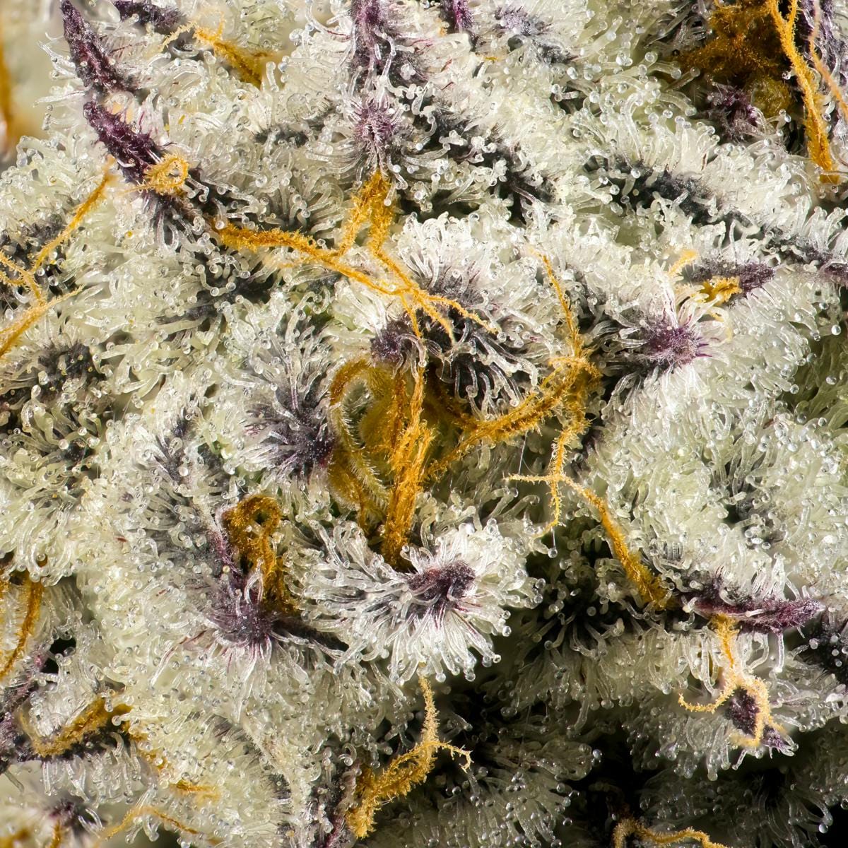 FKAFL 3.5g Flower - Maven Genetics -  - $39.61 - Flowers