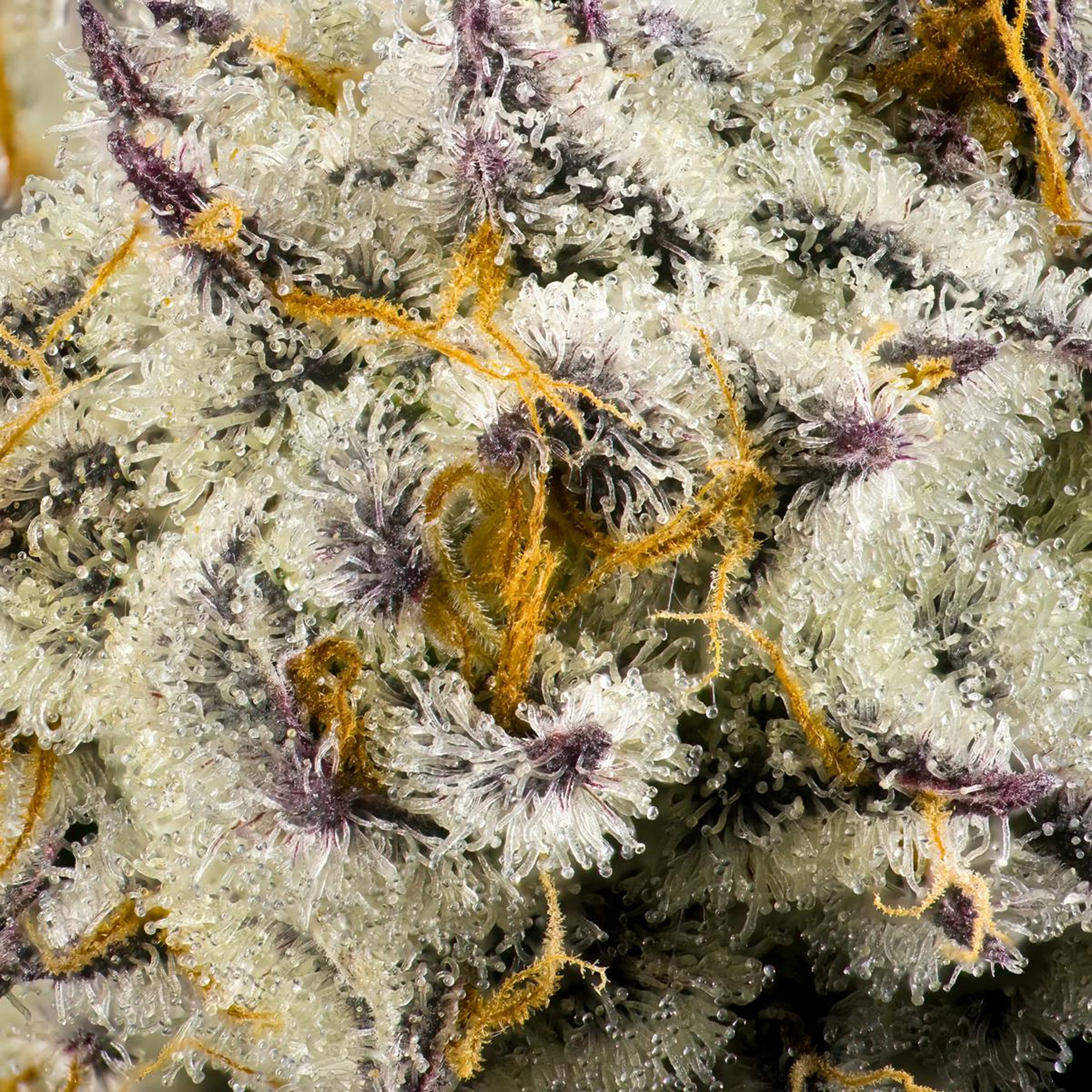 FKAFL 3.5g Flower - Maven Genetics - - $39.61 - Flowers