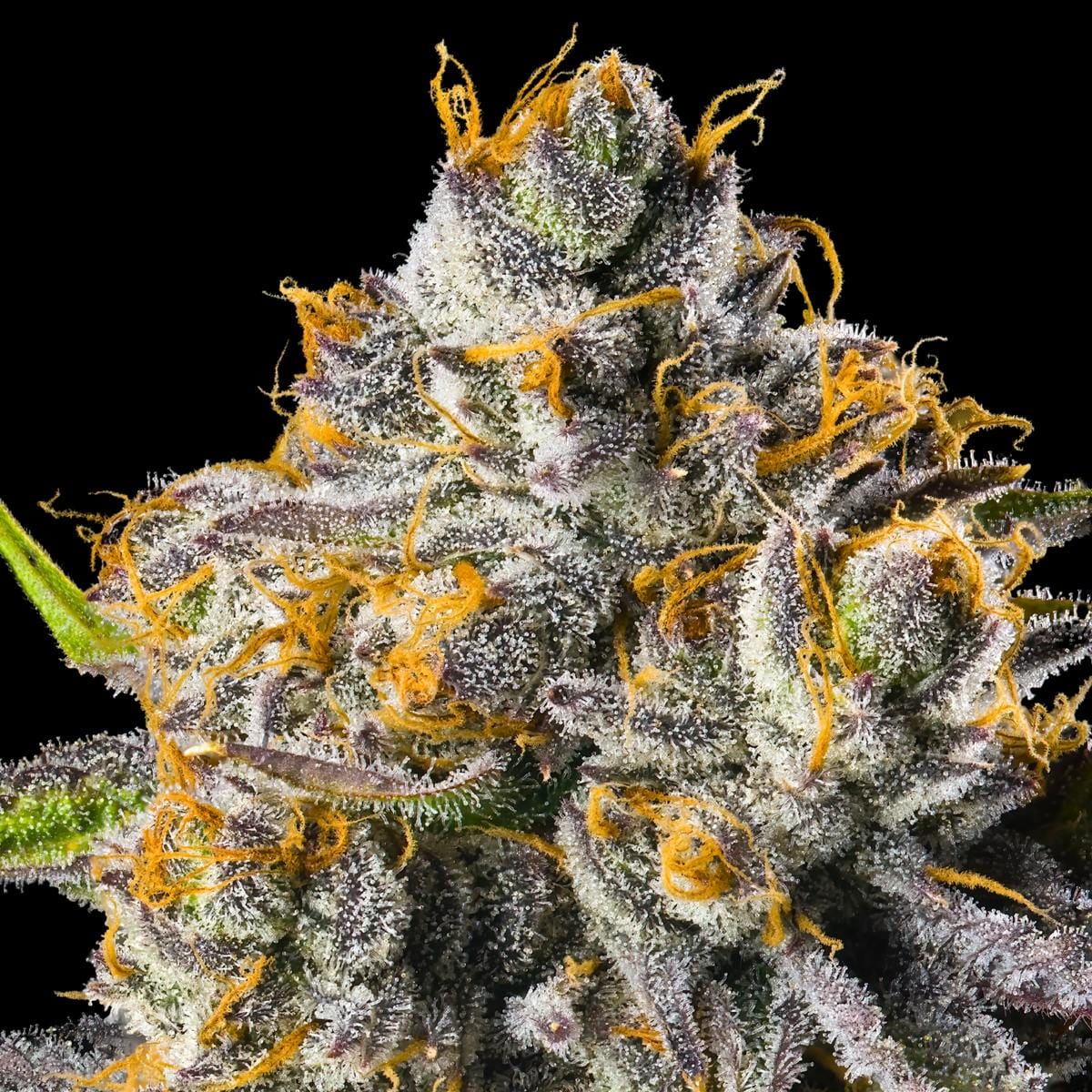 Orange Bellini Pre-Roll 5-Pack [2.5g] - Maven Genetics -  - $21.61 - Pre-Rolls