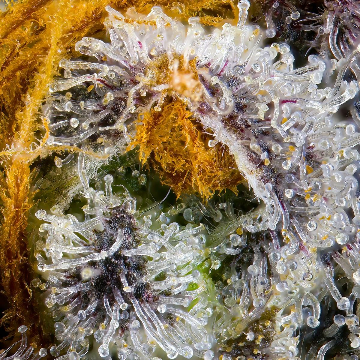 Orange Bellini Pre-Roll 5-Pack [2.5g] - Maven Genetics -  - $21.61 - Pre-Rolls