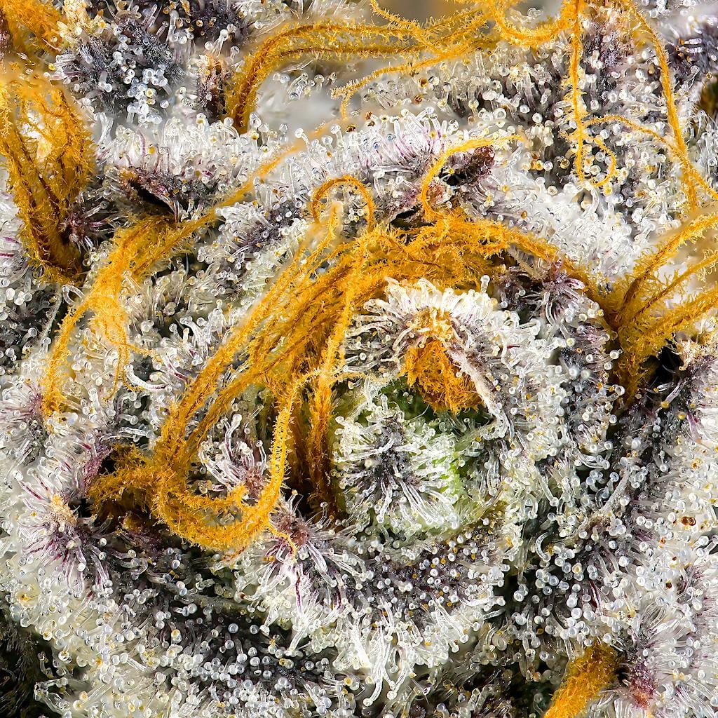 Orange Bellini Pre-Roll 5-Pack [2.5g] - Maven Genetics -  - $21.61 - Pre-Rolls