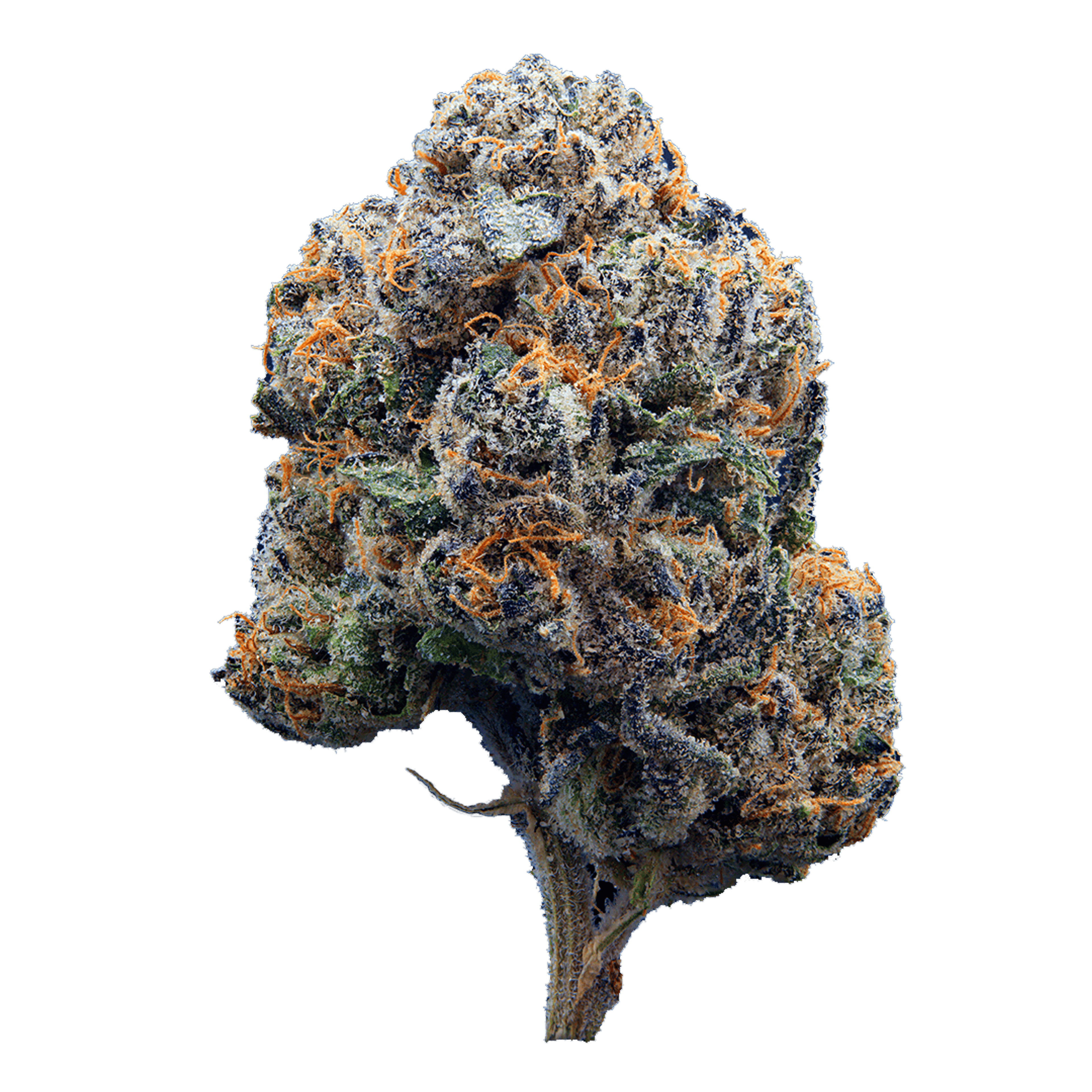 Black Lemon Cherry Gelato 3.5g - XOTX - - $36.02 - Flowers