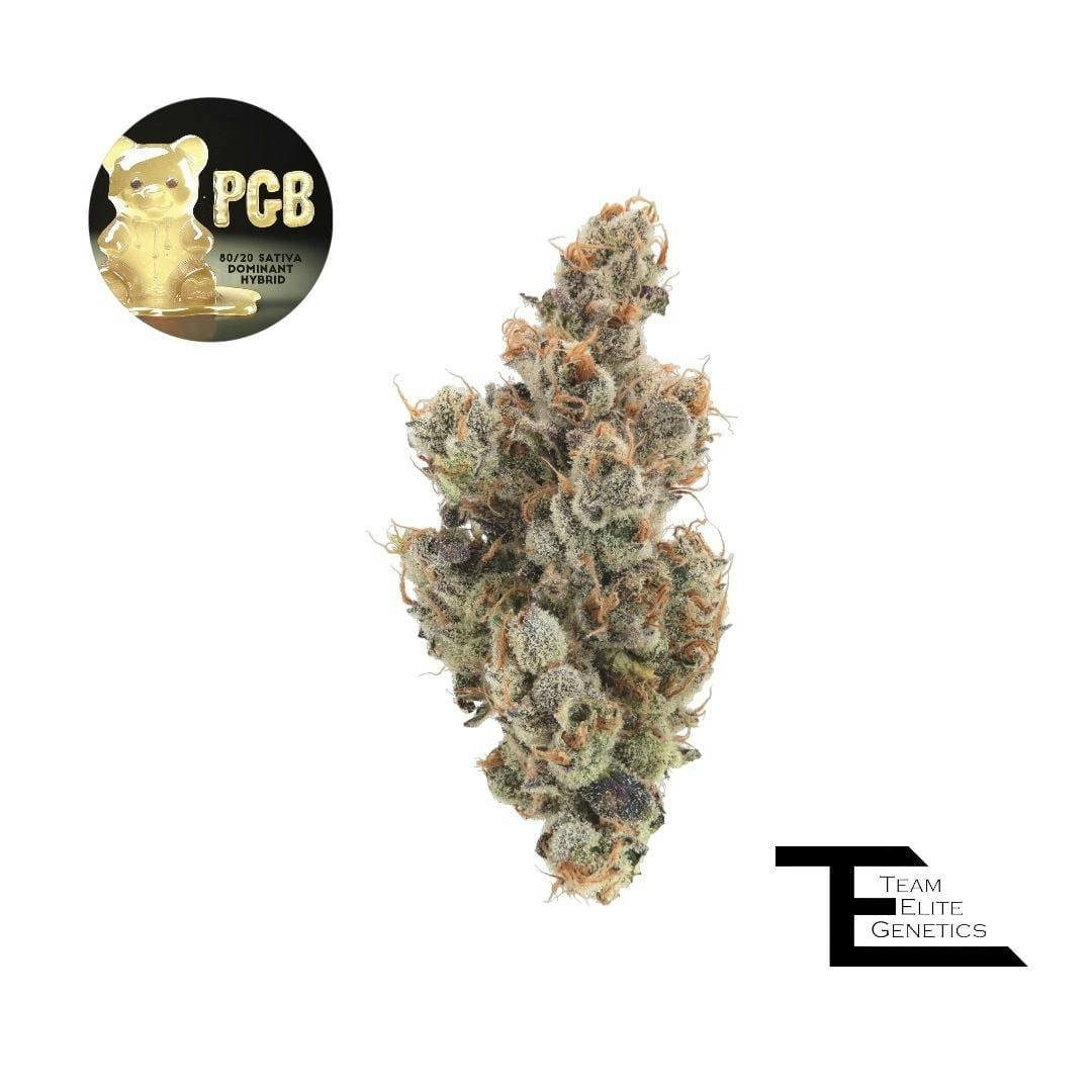 Team Elite Genetics — P.g.b. - Gram