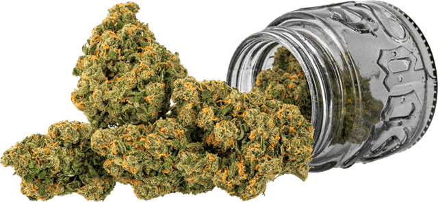 Jack | 3.5g Flower