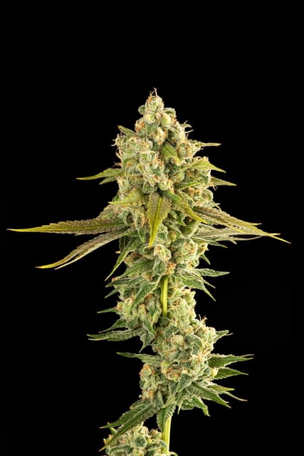 Miyazaki Mango | 3.5g