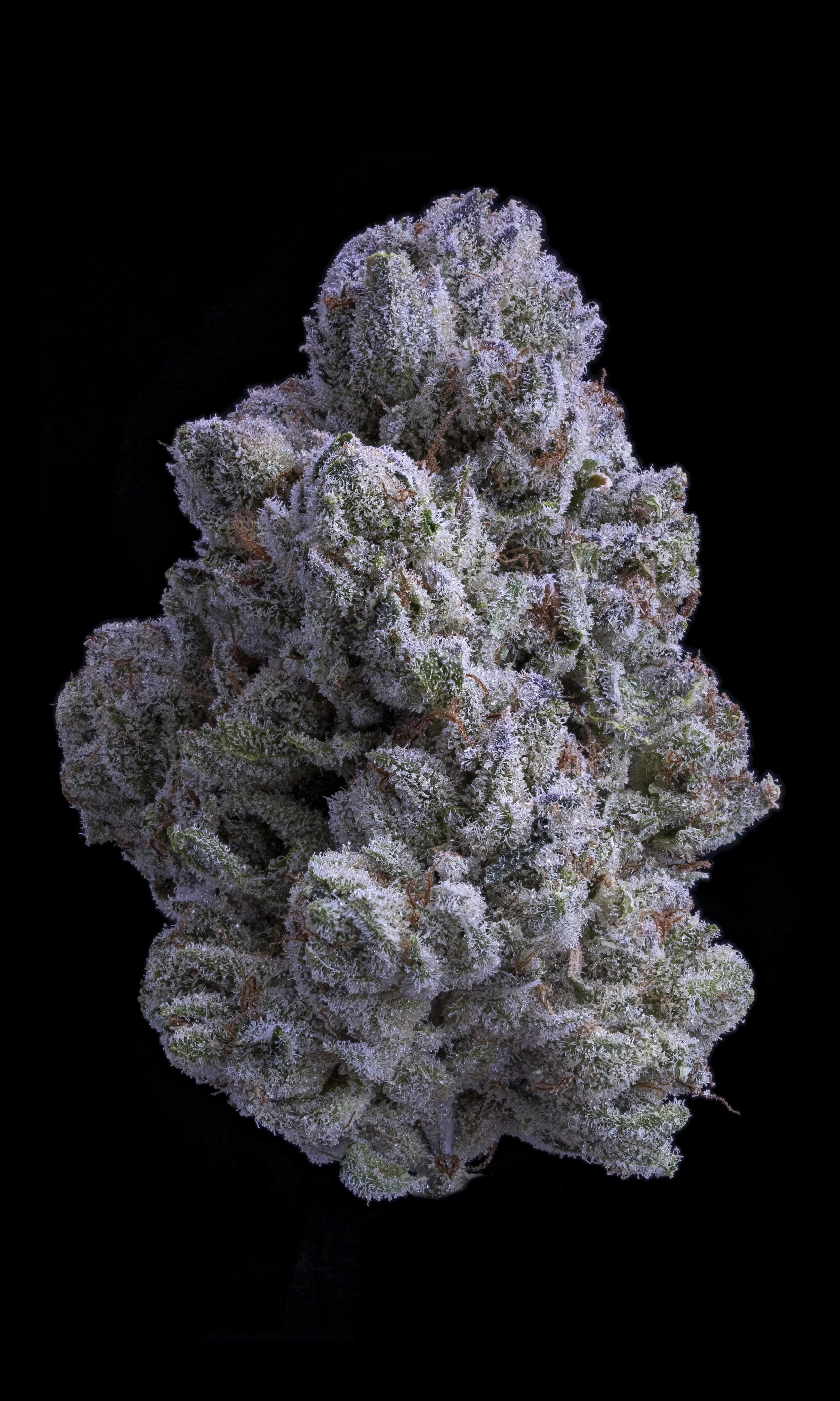 Sticky Status — Snow White 3.5G