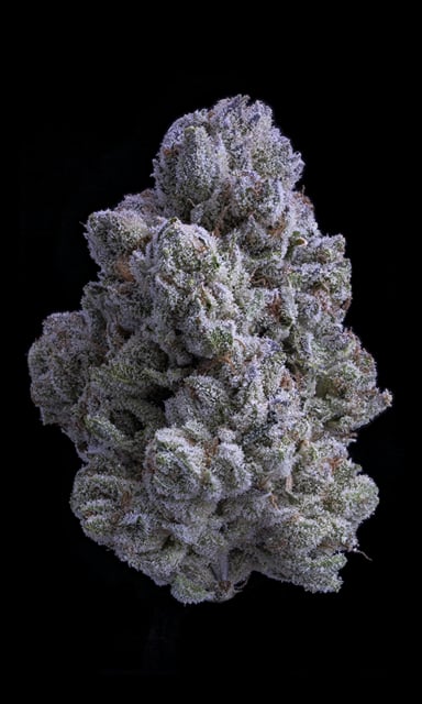 Snow White 3.5G