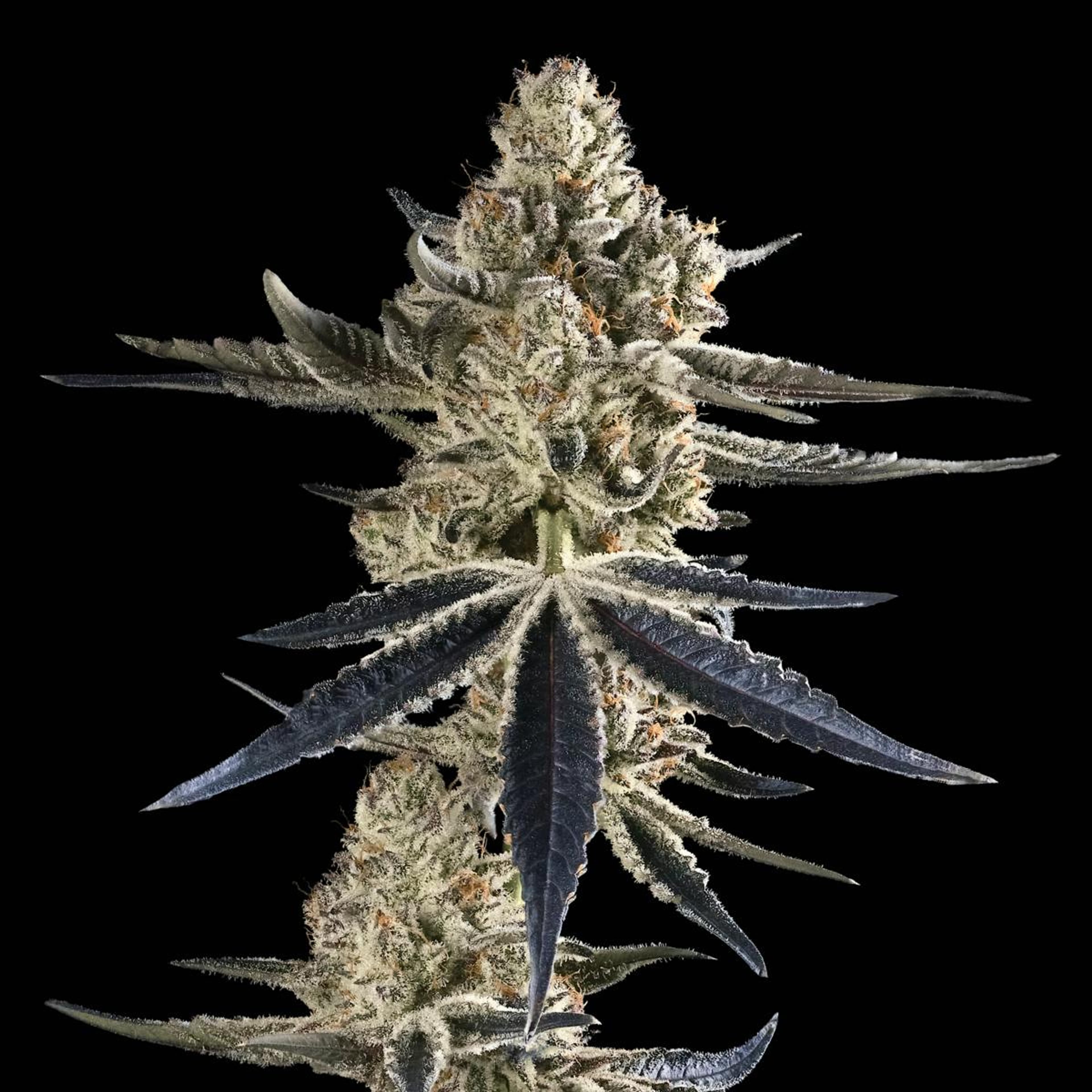 FKAFL 3.5g Flower - Maven Genetics - - $39.61 - Flowers
