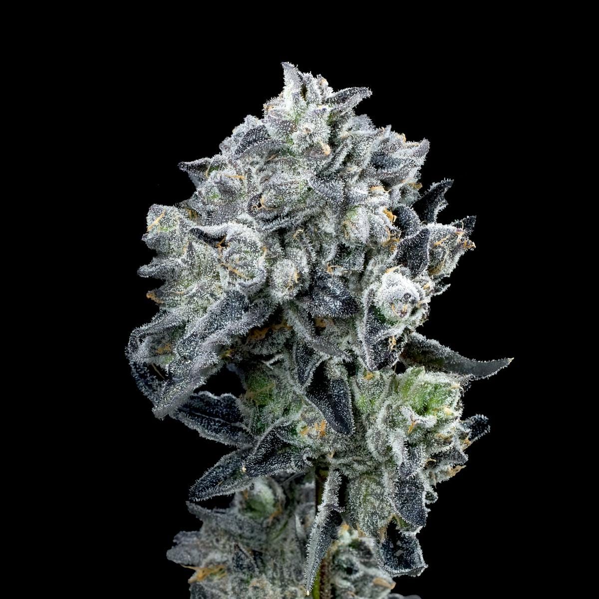 Umami Butter Pre-Roll 5-Pack [2.5g] - Maven Genetics -  - $21.61 - Pre-Rolls