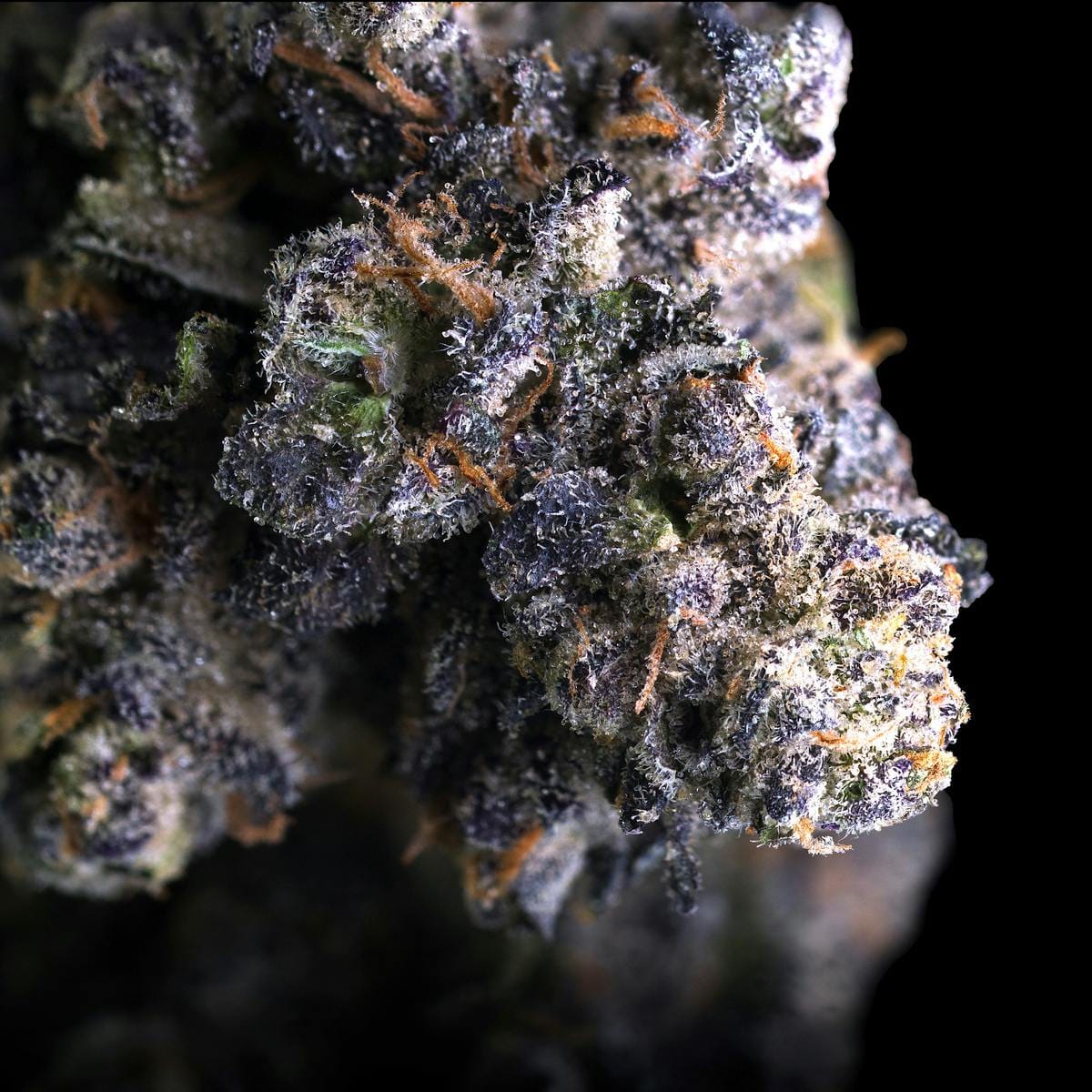 Umami Butter Pre-Roll 5-Pack [2.5g] - Maven Genetics -  - $21.61 - Pre-Rolls