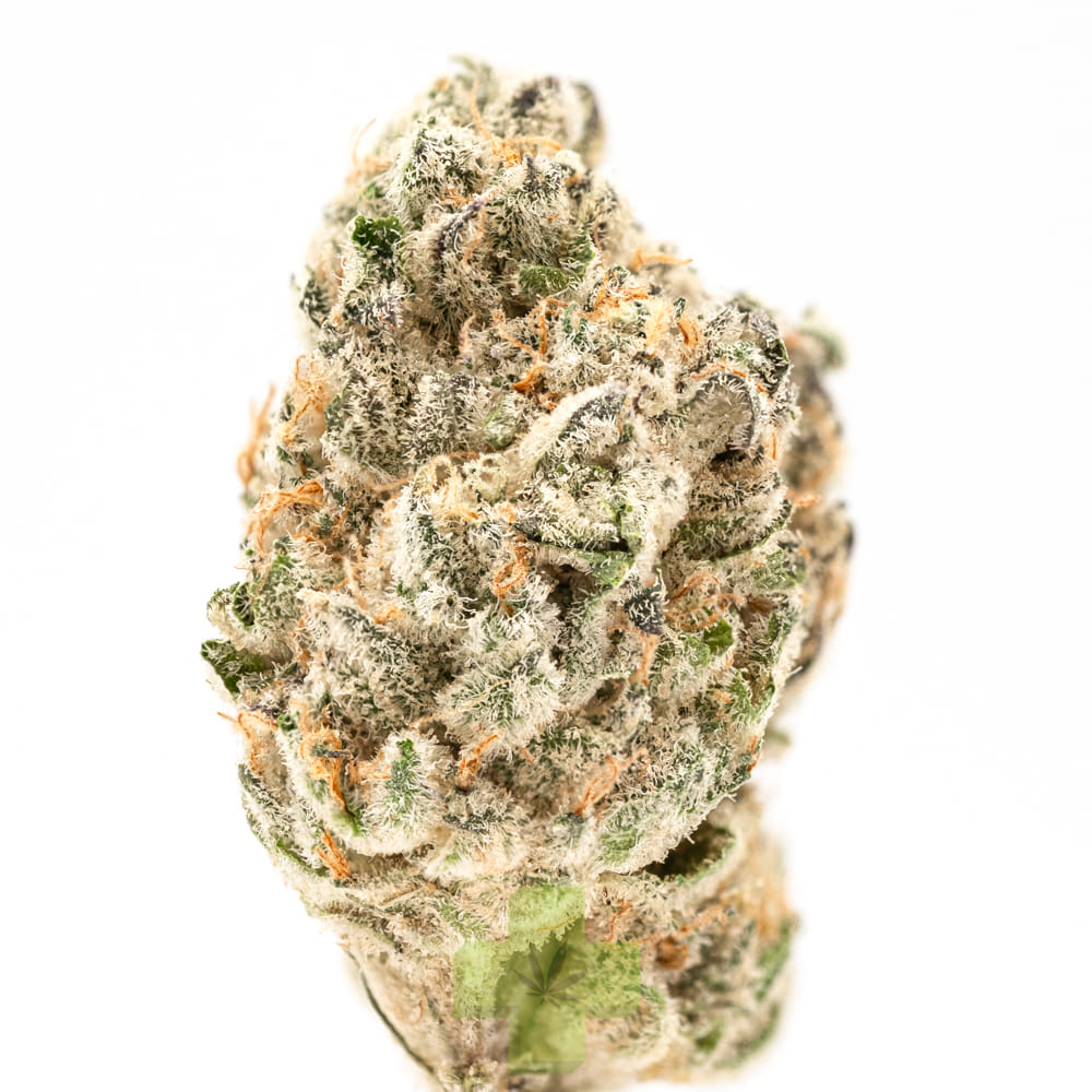 Cannabiotix — Gluetopia