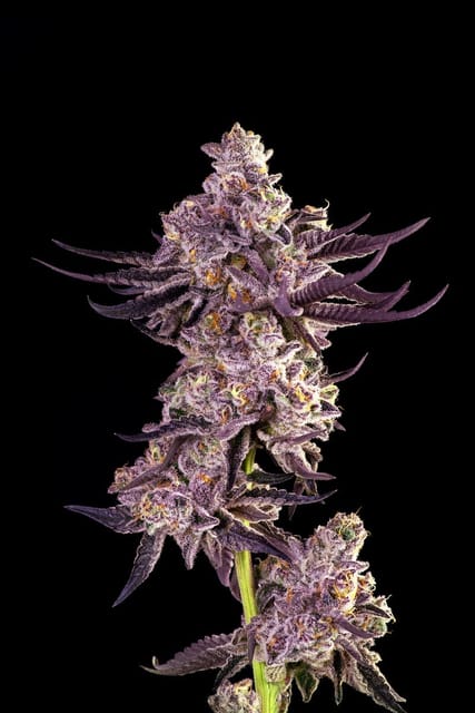 Roswell 47 | 3.5g