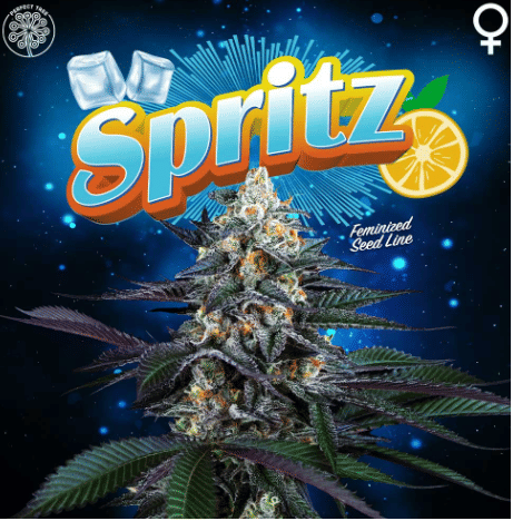 Spritz -Terpene Infused- Eighth 3.5g - Blue Widow - $27 - Pre-Packaged Flowers